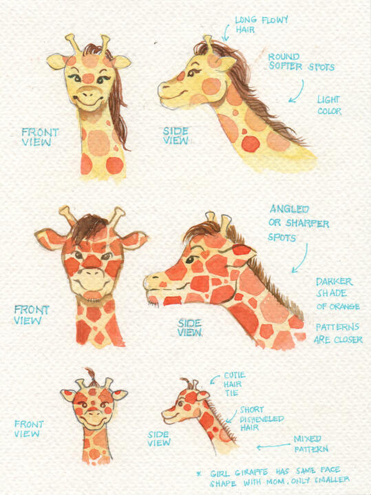 Head Profile of Giiraffes